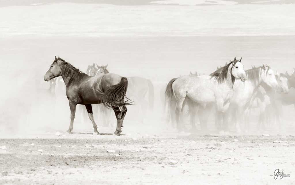 wild horses at sunset, Photography of wild horses, wild horse photography, wild horses, utah wild horses, ebook wild horses, wild horse book, book on wild horses, wildlife photography, wild horse stallions, wild horse colts, wild horse foal, wild horses running