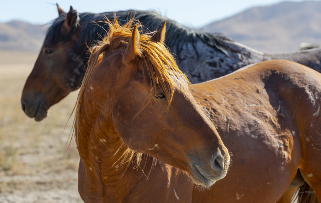 wild horses at sunset, Photography of wild horses, wild horse photography, wild horses, utah wild horses, ebook wild horses, wild horse book, book on wild horses, wildlife photography, wild horse stallions, wild horse colts, wild horse foal, wild horses running