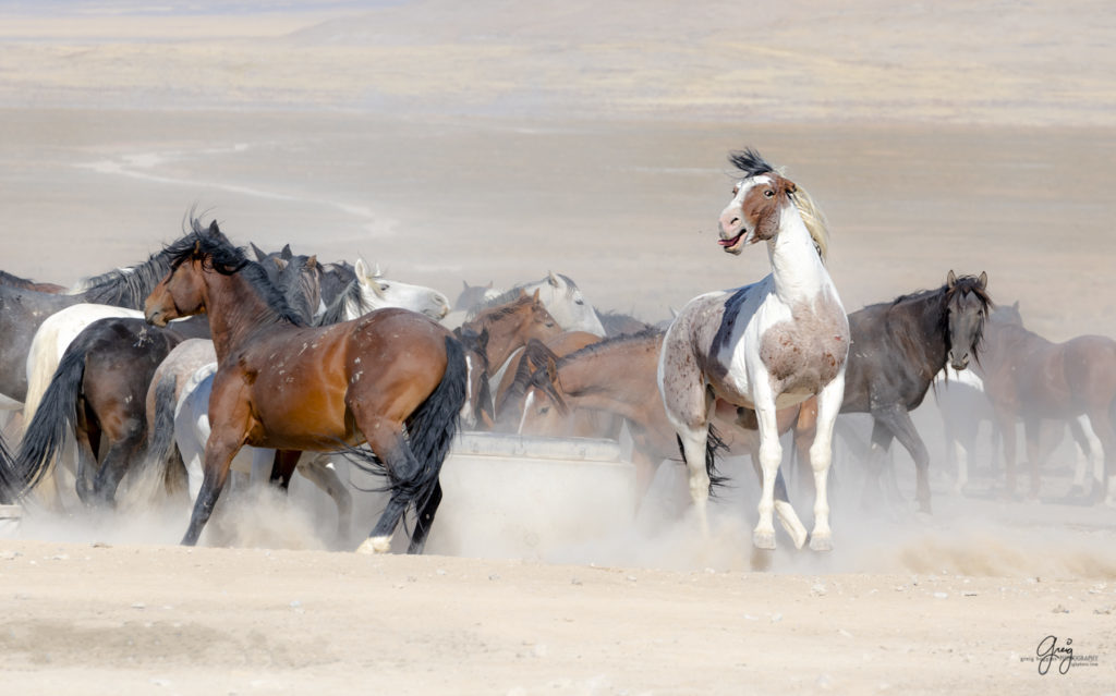 wild horses at sunset, Photography of wild horses, wild horse photography, wild horses, utah wild horses, ebook wild horses, wild horse book, book on wild horses, wildlife photography, wild horse stallions, wild horse colts, wild horse foal, wild horses running