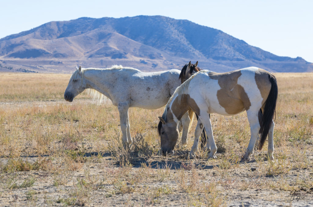 wild horses at sunset, Photography of wild horses, wild horse photography, wild horses, utah wild horses, ebook wild horses, wild horse book, book on wild horses, wildlife photography, wild horse stallions, wild horse colts, wild horse foal, wild horses running