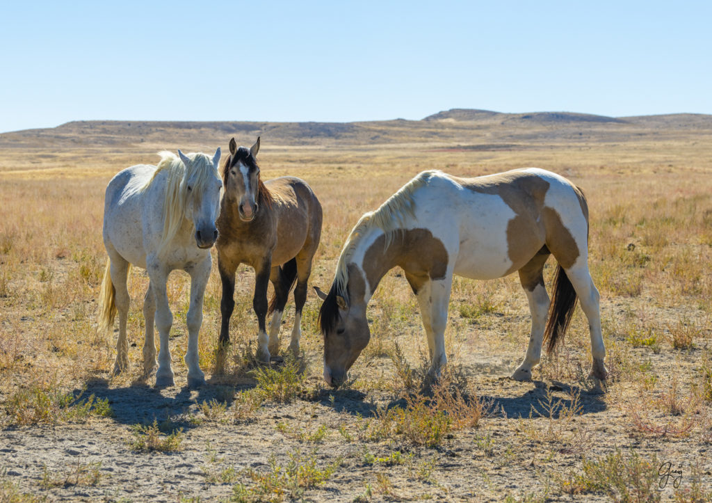 wild horses at sunset, Photography of wild horses, wild horse photography, wild horses, utah wild horses, ebook wild horses, wild horse book, book on wild horses, wildlife photography, wild horse stallions, wild horse colts, wild horse foal, wild horses running