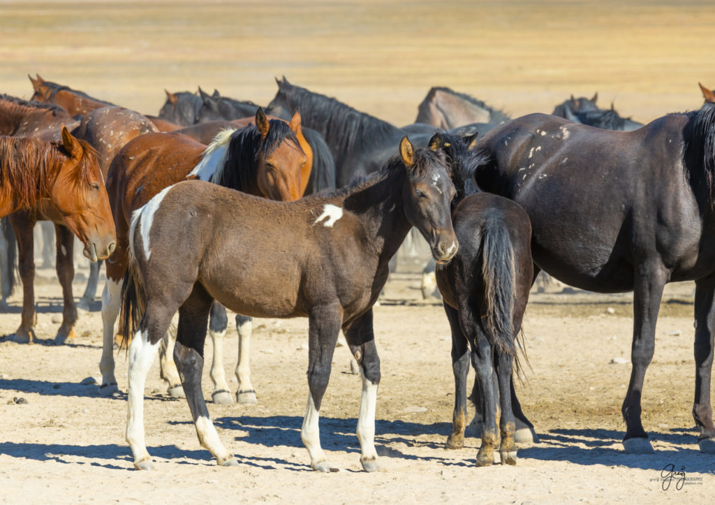 wild horses at sunset, Photography of wild horses, wild horse photography, wild horses, utah wild horses, ebook wild horses, wild horse book, book on wild horses, wildlife photography, wild horse stallions, wild horse colts, wild horse foal, wild horses running