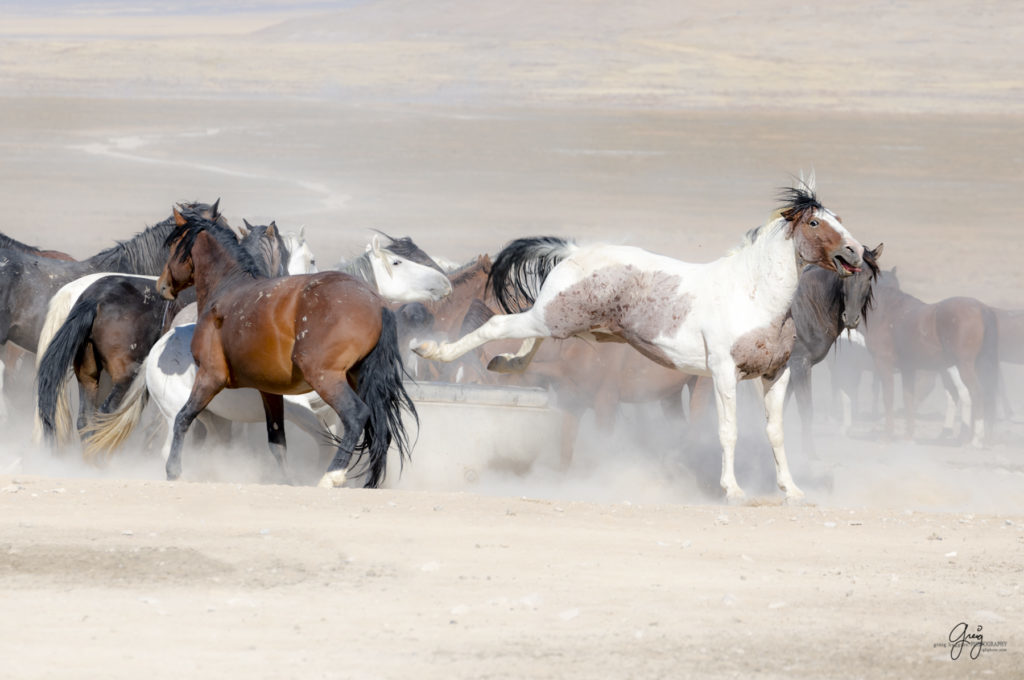 wild horses at sunset, Photography of wild horses, wild horse photography, wild horses, utah wild horses, ebook wild horses, wild horse book, book on wild horses, wildlife photography, wild horse stallions, wild horse colts, wild horse foal, wild horses running