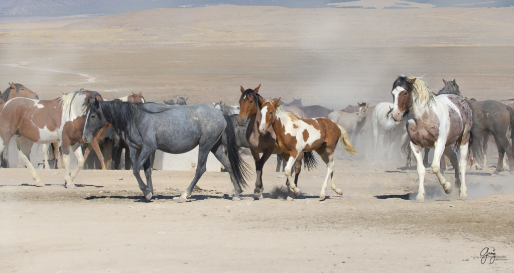 wild horses at sunset, Photography of wild horses, wild horse photography, wild horses, utah wild horses, ebook wild horses, wild horse book, book on wild horses, wildlife photography, wild horse stallions, wild horse colts, wild horse foal, wild horses running