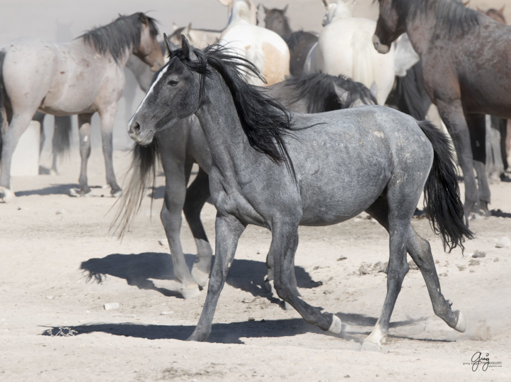 wild horses at sunset, Photography of wild horses, wild horse photography, wild horses, utah wild horses, ebook wild horses, wild horse book, book on wild horses, wildlife photography, wild horse stallions, wild horse colts, wild horse foal, wild horses running