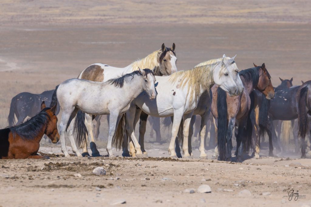 wild horses at sunset, Photography of wild horses, wild horse photography, wild horses, utah wild horses, ebook wild horses, wild horse book, book on wild horses, wildlife photography, wild horse stallions, wild horse colts, wild horse foal, wild horses running