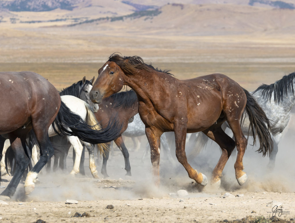 wild horses at sunset, Photography of wild horses, wild horse photography, wild horses, utah wild horses, ebook wild horses, wild horse book, book on wild horses, wildlife photography, wild horse stallions, wild horse colts, wild horse foal, wild horses running