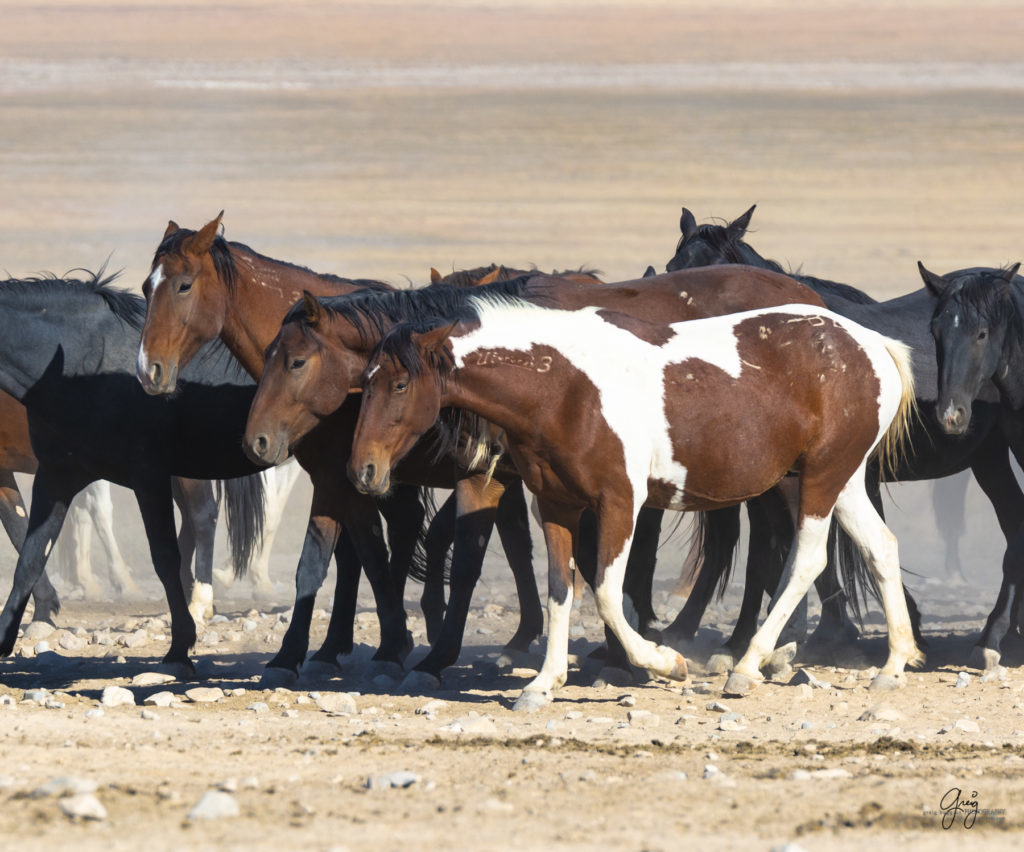 wild horses at sunset, Photography of wild horses, wild horse photography, wild horses, utah wild horses, ebook wild horses, wild horse book, book on wild horses, wildlife photography, wild horse stallions, wild horse colts, wild horse foal, wild horses running