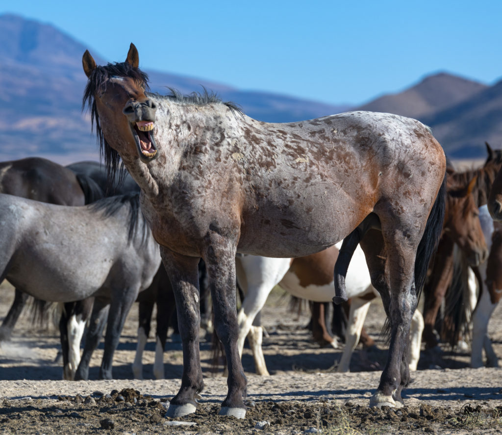 wild horses at sunset, Photography of wild horses, wild horse photography, wild horses, utah wild horses, ebook wild horses, wild horse book, book on wild horses, wildlife photography, wild horse stallions, wild horse colts, wild horse foal, wild horses running