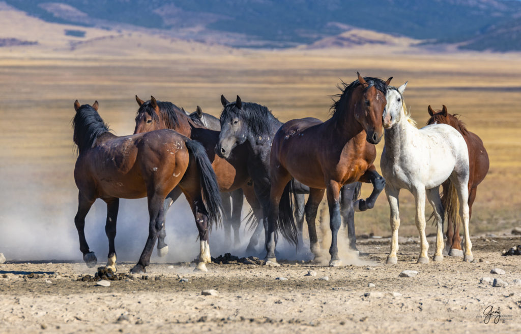 wild horses at sunset, Photography of wild horses, wild horse photography, wild horses, utah wild horses, ebook wild horses, wild horse book, book on wild horses, wildlife photography, wild horse stallions, wild horse colts, wild horse foal, wild horses running