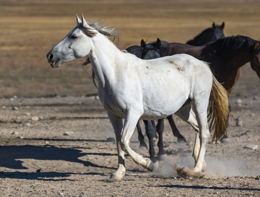 wild horses at sunset, Photography of wild horses, wild horse photography, wild horses, utah wild horses, ebook wild horses, wild horse book, book on wild horses, wildlife photography, wild horse stallions, wild horse colts, wild horse foal, wild horses running