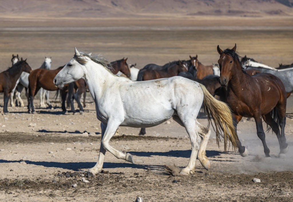 wild horses at sunset, Photography of wild horses, wild horse photography, wild horses, utah wild horses, ebook wild horses, wild horse book, book on wild horses, wildlife photography, wild horse stallions, wild horse colts, wild horse foal, wild horses running