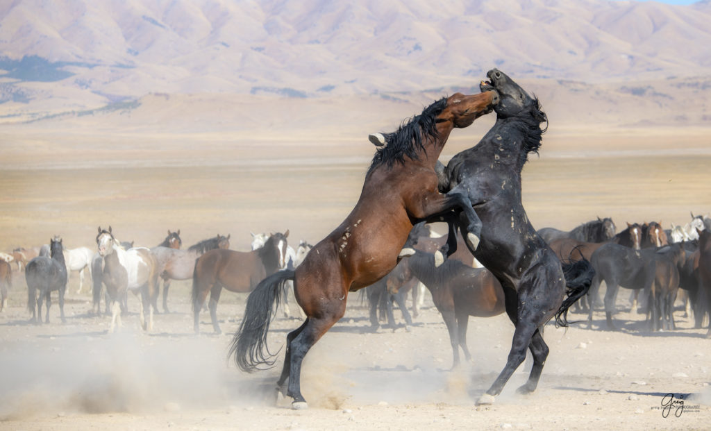 wild horses at sunset, Photography of wild horses, wild horse photography, wild horses, utah wild horses, ebook wild horses, wild horse book, book on wild horses, wildlife photography, wild horse stallions, wild horse colts, wild horse foal, wild horses running