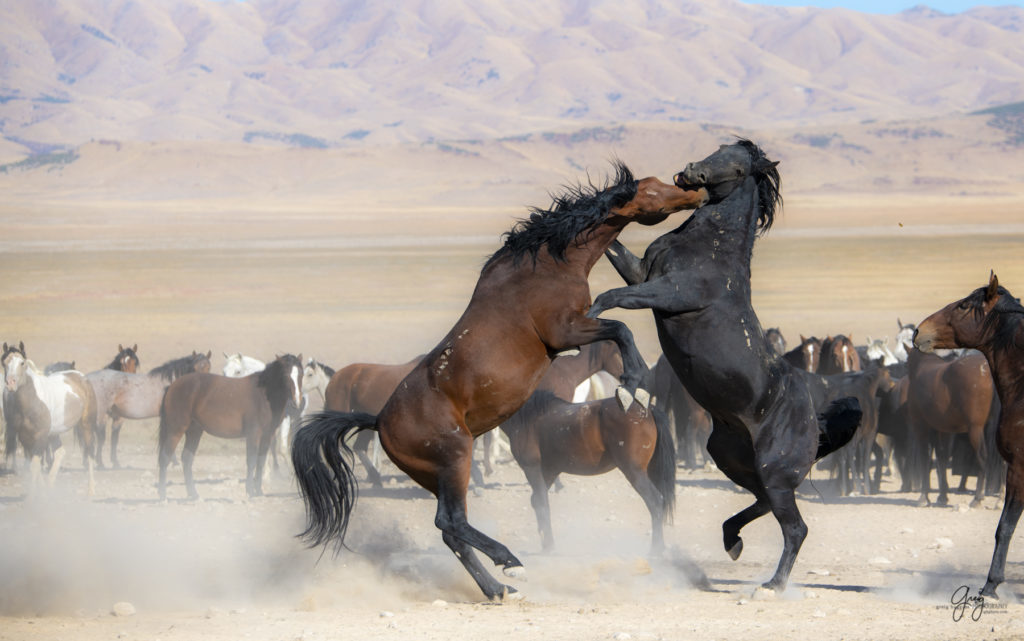 wild horses at sunset, Photography of wild horses, wild horse photography, wild horses, utah wild horses, ebook wild horses, wild horse book, book on wild horses, wildlife photography, wild horse stallions, wild horse colts, wild horse foal, wild horses running