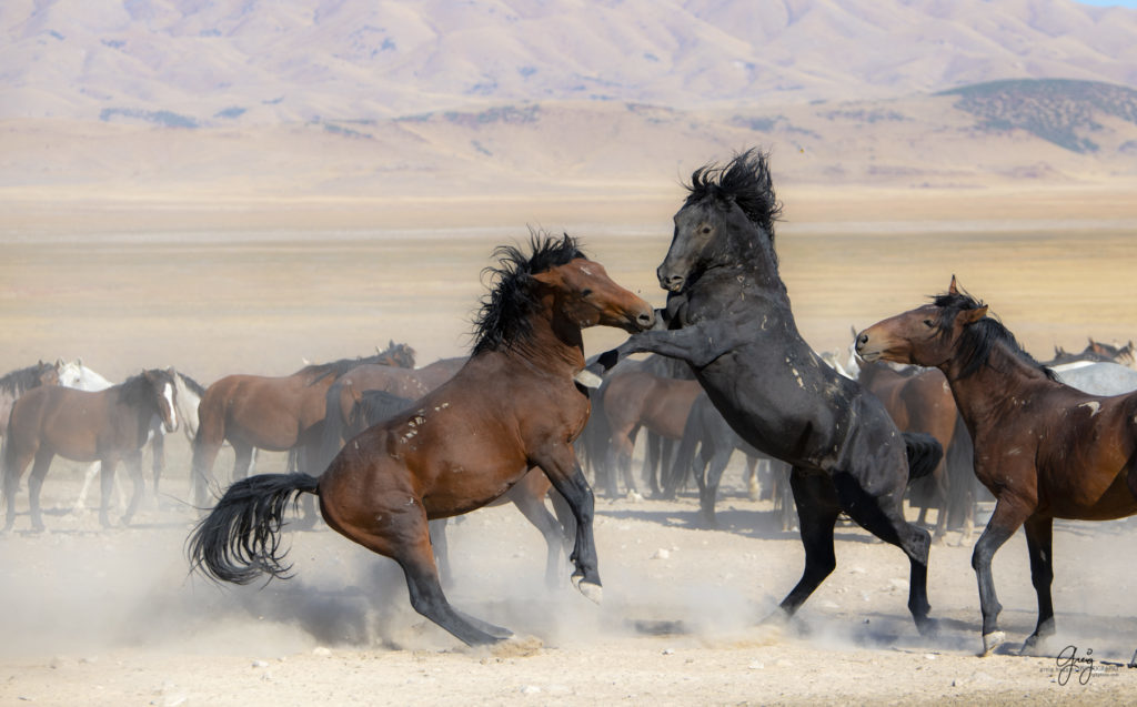 wild horses at sunset, Photography of wild horses, wild horse photography, wild horses, utah wild horses, ebook wild horses, wild horse book, book on wild horses, wildlife photography, wild horse stallions, wild horse colts, wild horse foal, wild horses running