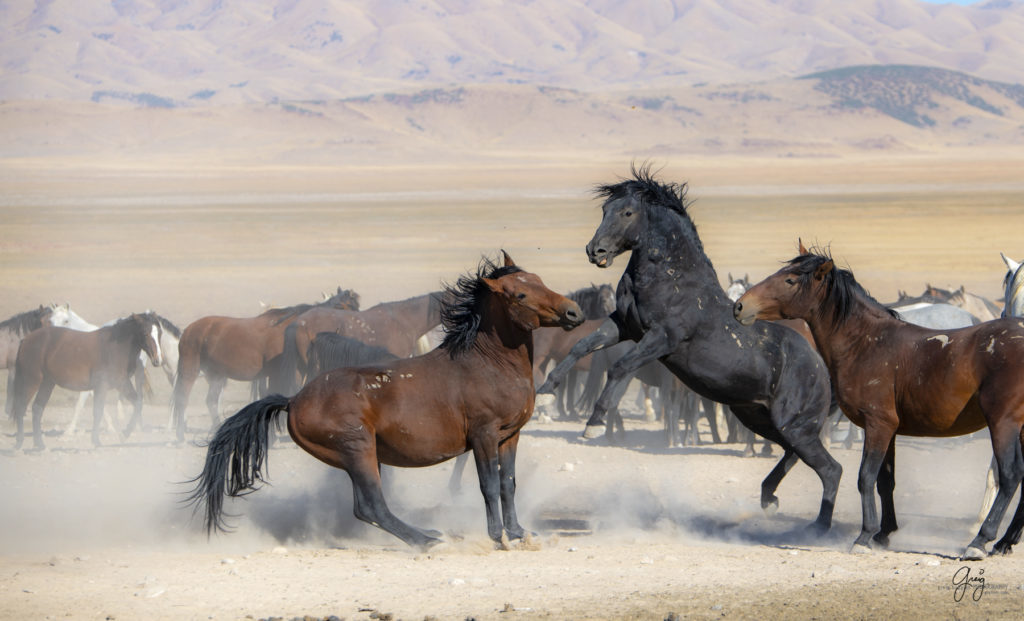 wild horses at sunset, Photography of wild horses, wild horse photography, wild horses, utah wild horses, ebook wild horses, wild horse book, book on wild horses, wildlife photography, wild horse stallions, wild horse colts, wild horse foal, wild horses running