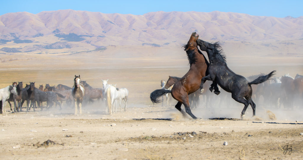 wild horses at sunset, Photography of wild horses, wild horse photography, wild horses, utah wild horses, ebook wild horses, wild horse book, book on wild horses, wildlife photography, wild horse stallions, wild horse colts, wild horse foal, wild horses running