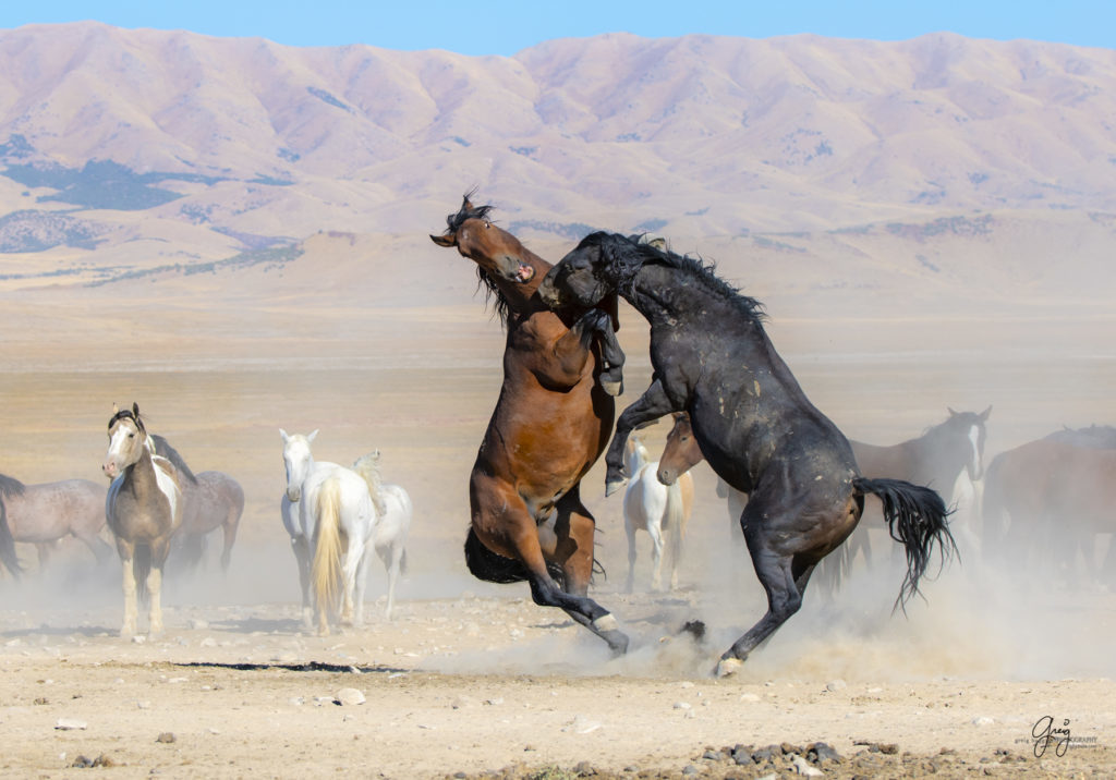 wild horses at sunset, Photography of wild horses, wild horse photography, wild horses, utah wild horses, ebook wild horses, wild horse book, book on wild horses, wildlife photography, wild horse stallions, wild horse colts, wild horse foal, wild horses running