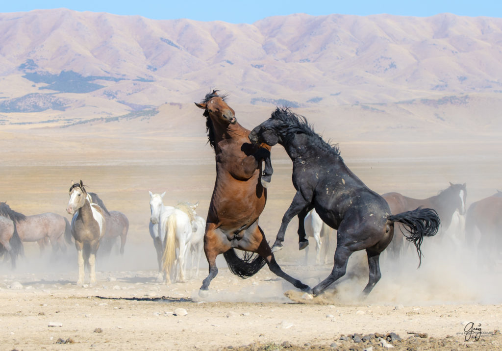 wild horses at sunset, Photography of wild horses, wild horse photography, wild horses, utah wild horses, ebook wild horses, wild horse book, book on wild horses, wildlife photography, wild horse stallions, wild horse colts, wild horse foal, wild horses running