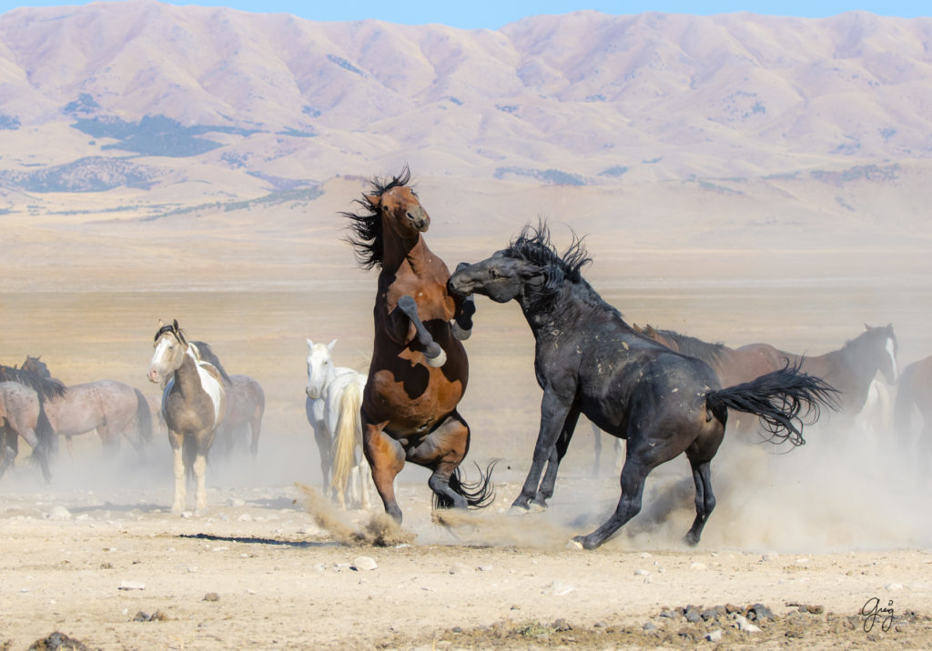 wild horses at sunset, Photography of wild horses, wild horse photography, wild horses, utah wild horses, ebook wild horses, wild horse book, book on wild horses, wildlife photography, wild horse stallions, wild horse colts, wild horse foal, wild horses running