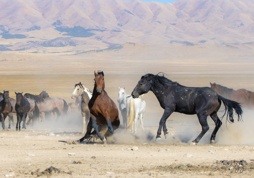 wild horses at sunset, Photography of wild horses, wild horse photography, wild horses, utah wild horses, ebook wild horses, wild horse book, book on wild horses, wildlife photography, wild horse stallions, wild horse colts, wild horse foal, wild horses running