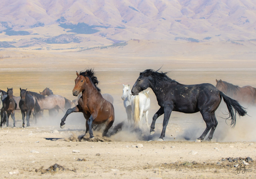 wild horses at sunset, Photography of wild horses, wild horse photography, wild horses, utah wild horses, ebook wild horses, wild horse book, book on wild horses, wildlife photography, wild horse stallions, wild horse colts, wild horse foal, wild horses running