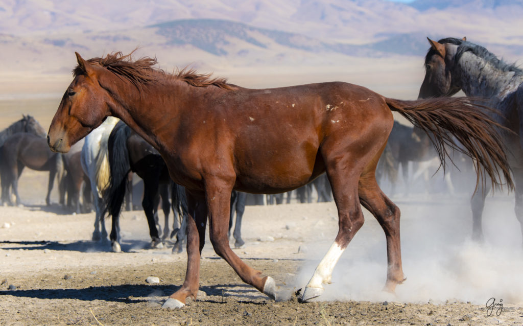 wild horses at sunset, Photography of wild horses, wild horse photography, wild horses, utah wild horses, ebook wild horses, wild horse book, book on wild horses, wildlife photography, wild horse stallions, wild horse colts, wild horse foal, wild horses running