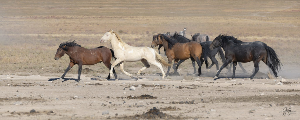 wild horses at sunset, Photography of wild horses, wild horse photography, wild horses, utah wild horses, ebook wild horses, wild horse book, book on wild horses, wildlife photography, wild horse stallions, wild horse colts, wild horse foal, wild horses running