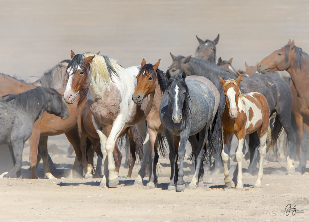 wild horses at sunset, Photography of wild horses, wild horse photography, wild horses, utah wild horses, ebook wild horses, wild horse book, book on wild horses, wildlife photography, wild horse stallions, wild horse colts, wild horse foal, wild horses running