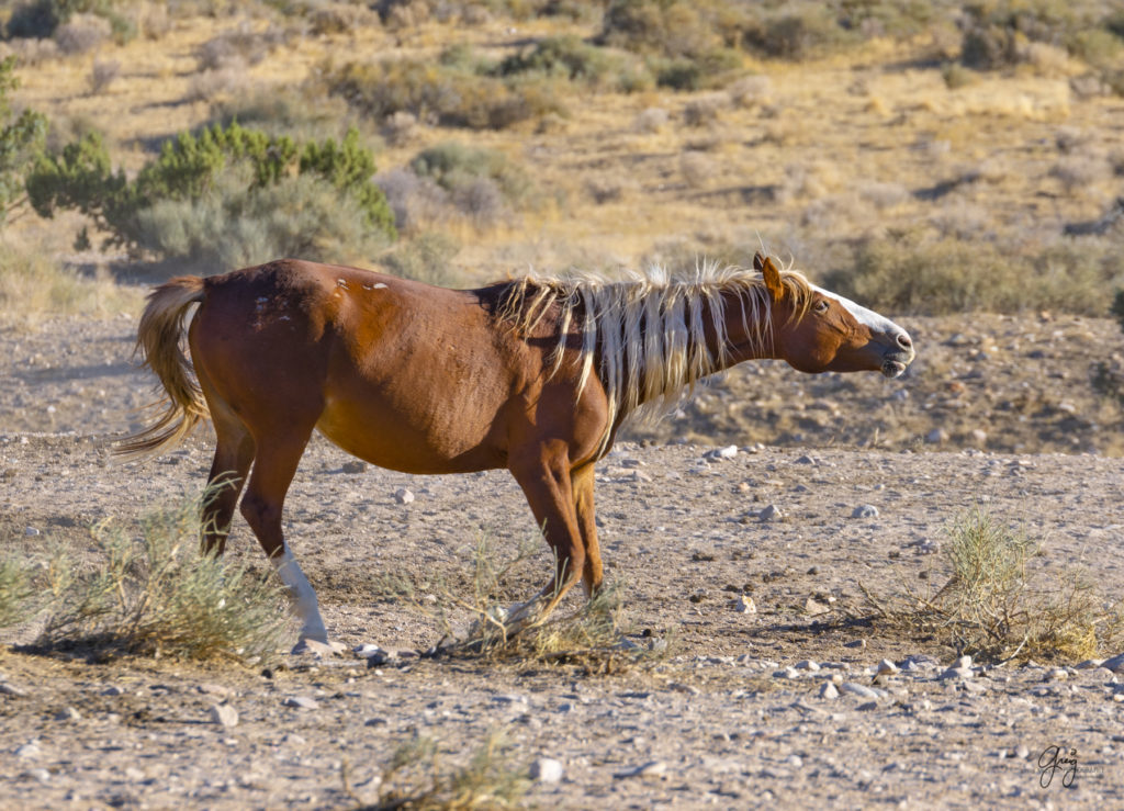 wild horses at sunset, Photography of wild horses, wild horse photography, wild horses, utah wild horses, ebook wild horses, wild horse book, book on wild horses, wildlife photography, wild horse stallions, wild horse colts, wild horse foal, wild horses running