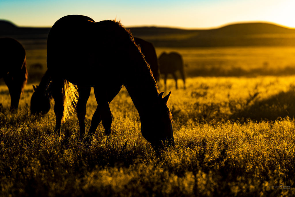 wild horses at sunset, Photography of wild horses, wild horse photography, wild horses, utah wild horses, ebook wild horses, wild horse book, book on wild horses, wildlife photography, wild horse stallions, wild horse colts, wild horse foal, wild horses running