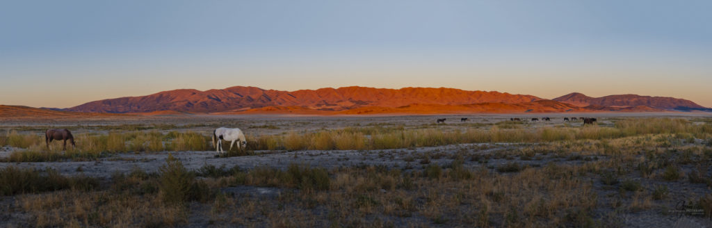 wild horses at sunset, Photography of wild horses, wild horse photography, wild horses, utah wild horses, ebook wild horses, wild horse book, book on wild horses, wildlife photography, wild horse stallions, wild horse colts, wild horse foal, wild horses running