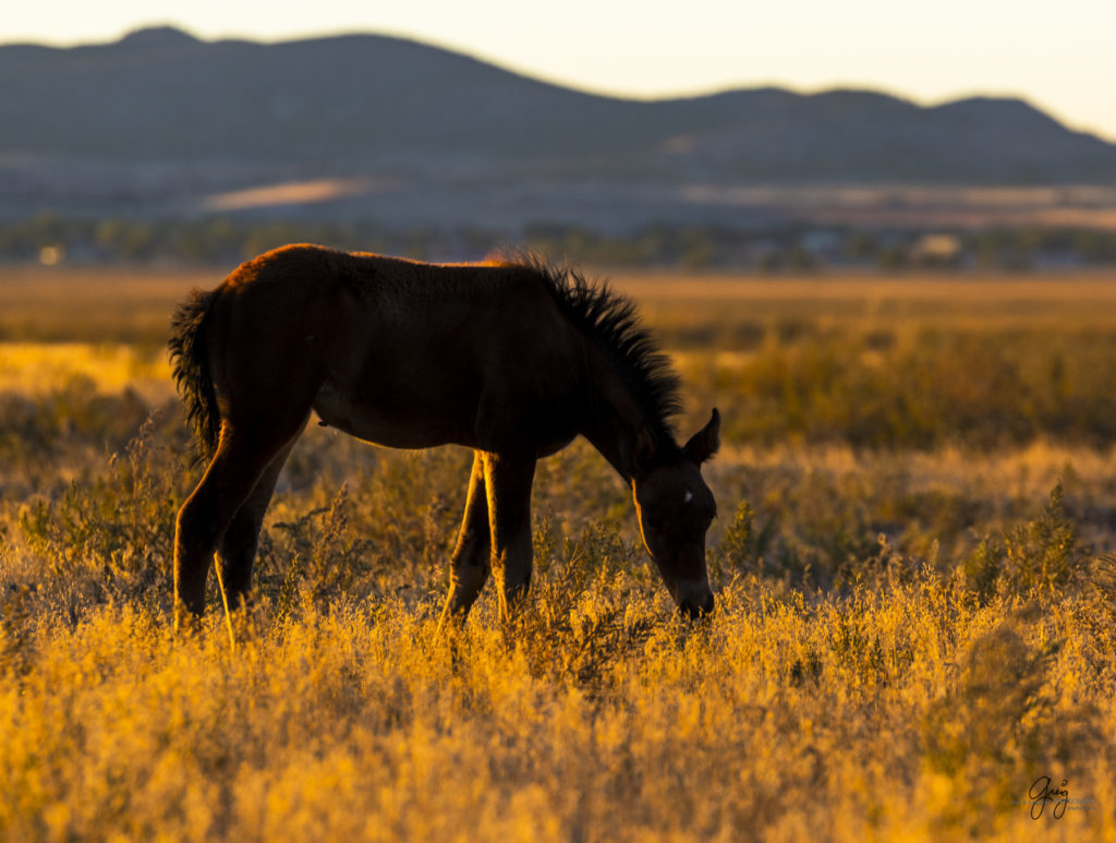 wild horses at sunset, Photography of wild horses, wild horse photography, wild horses, utah wild horses, ebook wild horses, wild horse book, book on wild horses, wildlife photography, wild horse stallions, wild horse colts, wild horse foal, wild horses running