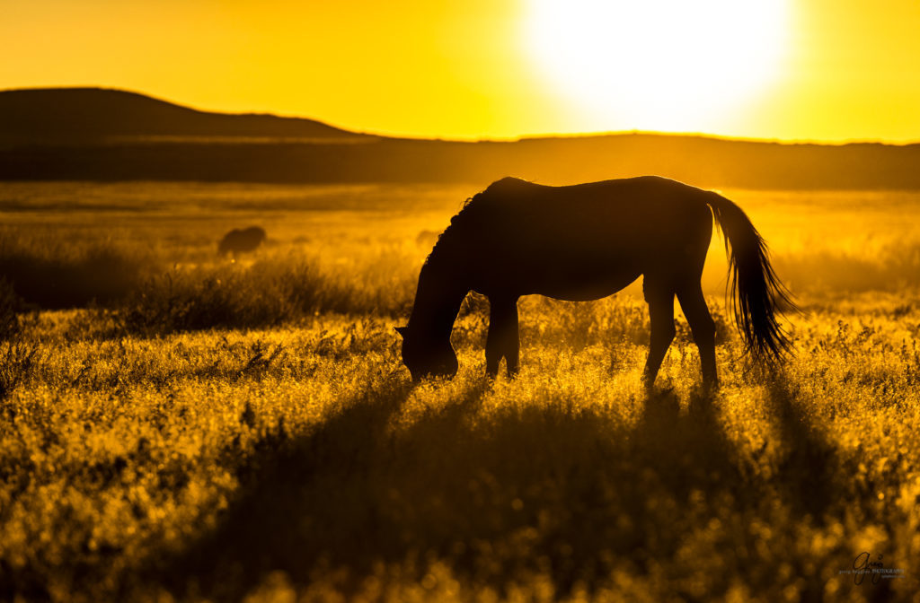 wild horses at sunset, Photography of wild horses, wild horse photography, wild horses, utah wild horses, ebook wild horses, wild horse book, book on wild horses, wildlife photography, wild horse stallions, wild horse colts, wild horse foal, wild horses running