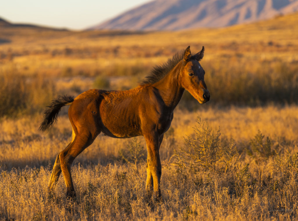 wild horses at sunset, Photography of wild horses, wild horse photography, wild horses, utah wild horses, ebook wild horses, wild horse book, book on wild horses, wildlife photography, wild horse stallions, wild horse colts, wild horse foal, wild horses running