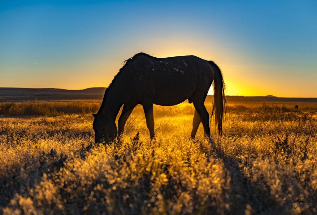 wild horses at sunset, Photography of wild horses, wild horse photography, wild horses, utah wild horses, ebook wild horses, wild horse book, book on wild horses, wildlife photography, wild horse stallions, wild horse colts, wild horse foal, wild horses running