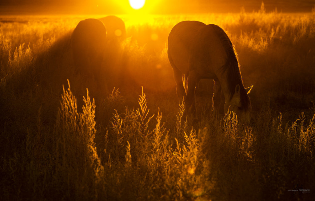 wild horses at sunset, Photography of wild horses, wild horse photography, wild horses, utah wild horses, ebook wild horses, wild horse book, book on wild horses, wildlife photography, wild horse stallions, wild horse colts, wild horse foal, wild horses running