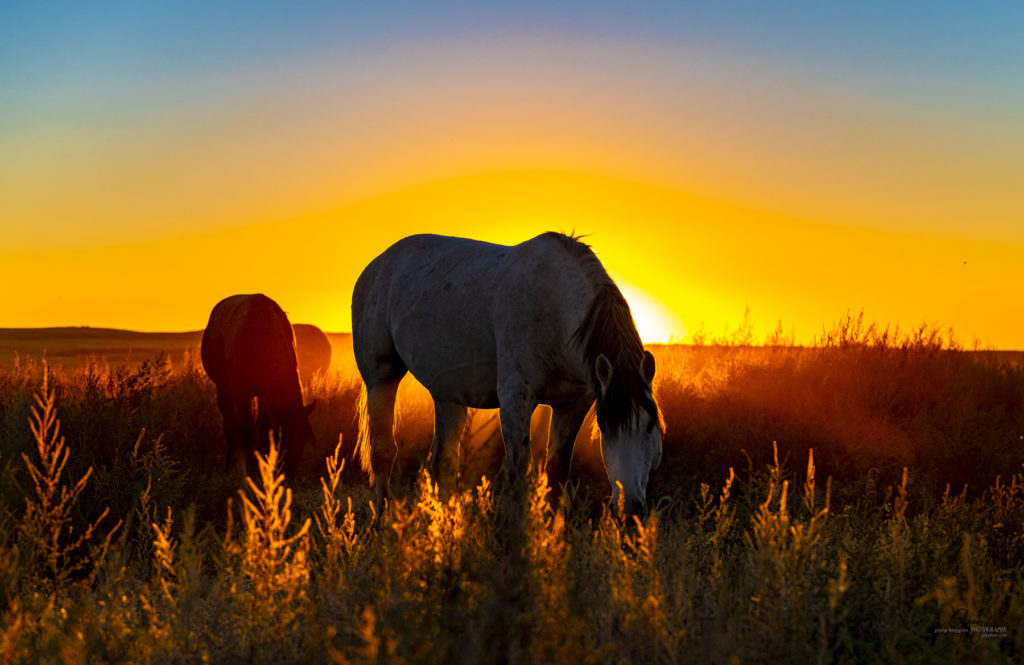 wild horses at sunset, Photography of wild horses, wild horse photography, wild horses, utah wild horses, ebook wild horses, wild horse book, book on wild horses, wildlife photography, wild horse stallions, wild horse colts, wild horse foal, wild horses running