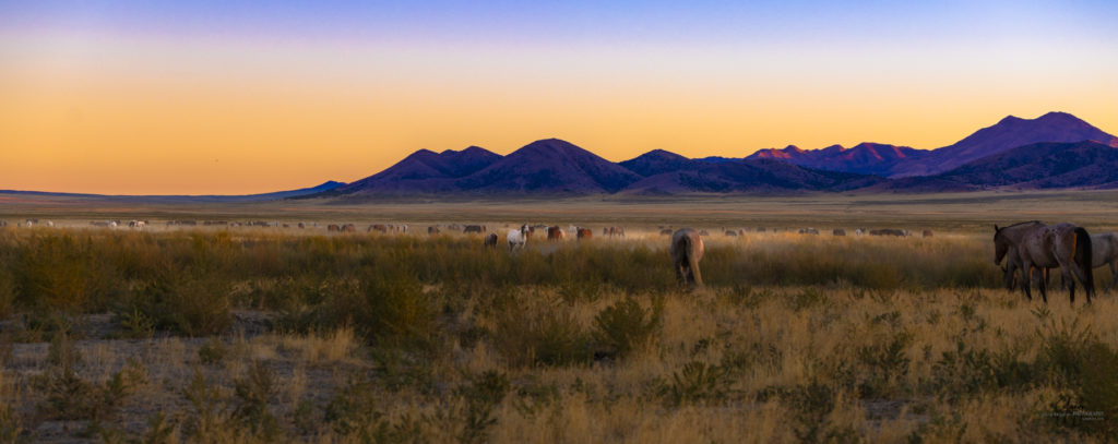 wild horses at sunset, Photography of wild horses, wild horse photography, wild horses, utah wild horses, ebook wild horses, wild horse book, book on wild horses, wildlife photography, wild horse stallions, wild horse colts, wild horse foal, wild horses running