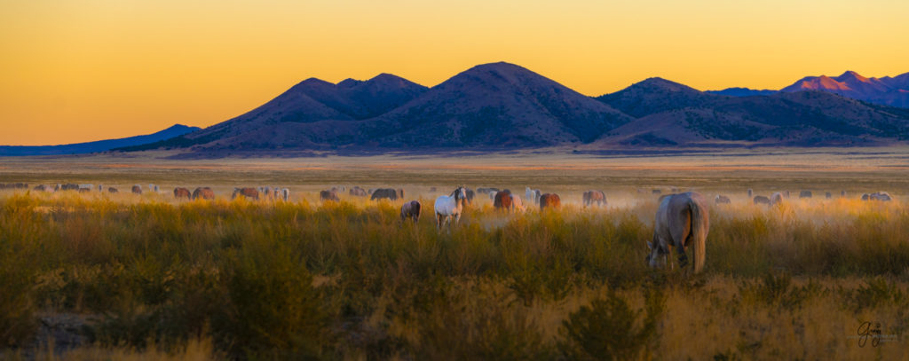 wild horses at sunset, Photography of wild horses, wild horse photography, wild horses, utah wild horses, ebook wild horses, wild horse book, book on wild horses, wildlife photography, wild horse stallions, wild horse colts, wild horse foal, wild horses running