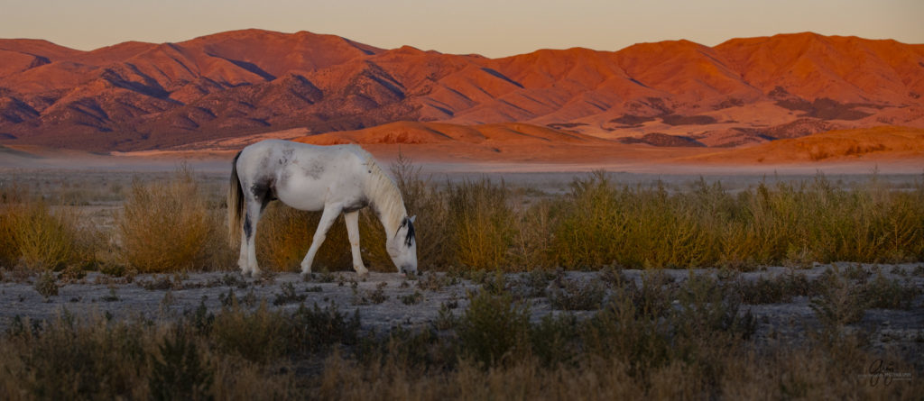 wild horses at sunset, Photography of wild horses, wild horse photography, wild horses, utah wild horses, ebook wild horses, wild horse book, book on wild horses, wildlife photography, wild horse stallions, wild horse colts, wild horse foal, wild horses running