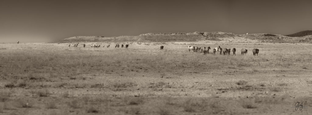 wild horses at sunset, Photography of wild horses, wild horse photography, wild horses, utah wild horses, ebook wild horses, wild horse book, book on wild horses, wildlife photography, wild horse stallions, wild horse colts, wild horse foal, wild horses running