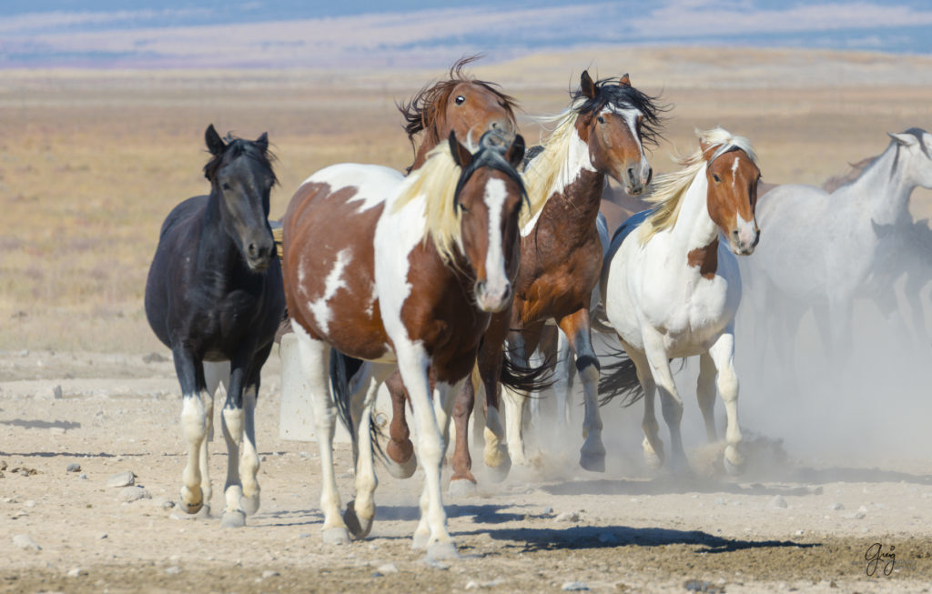 wild horses at sunset, Photography of wild horses, wild horse photography, wild horses, utah wild horses, ebook wild horses, wild horse book, book on wild horses, wildlife photography, wild horse stallions, wild horse colts, wild horse foal, wild horses running