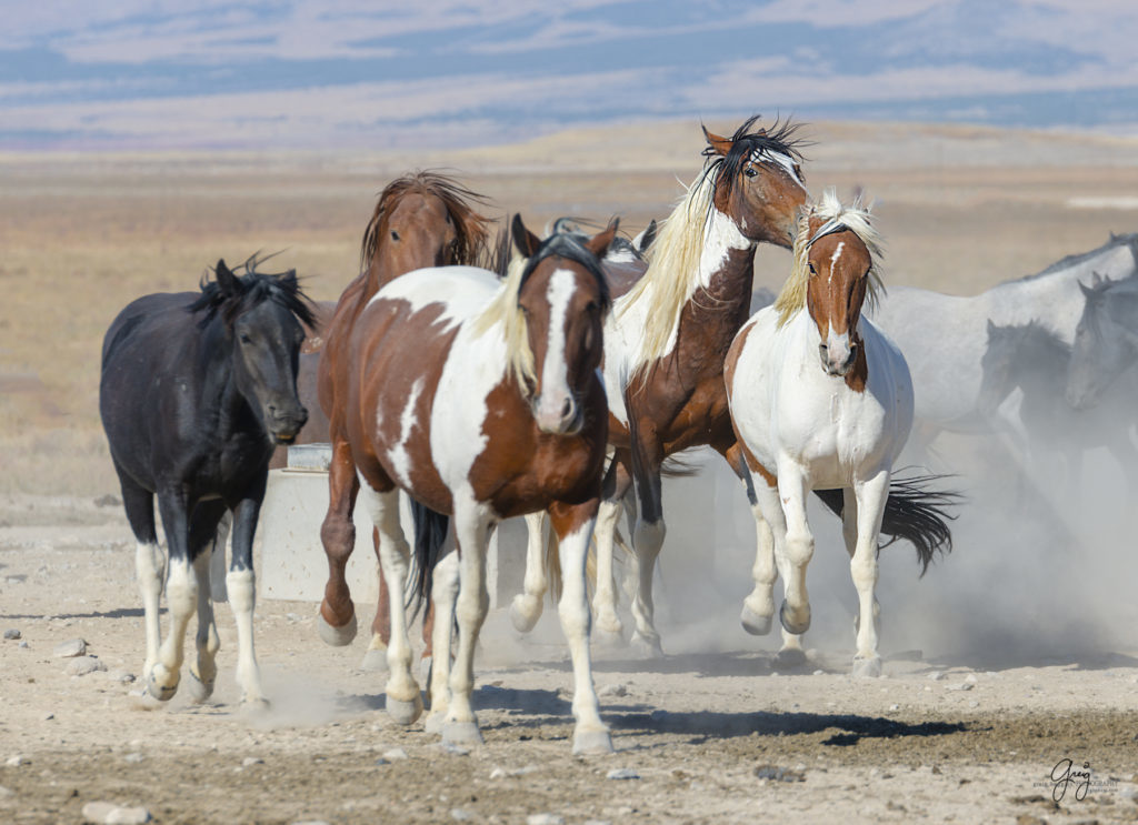 wild horses at sunset, Photography of wild horses, wild horse photography, wild horses, utah wild horses, ebook wild horses, wild horse book, book on wild horses, wildlife photography, wild horse stallions, wild horse colts, wild horse foal, wild horses running