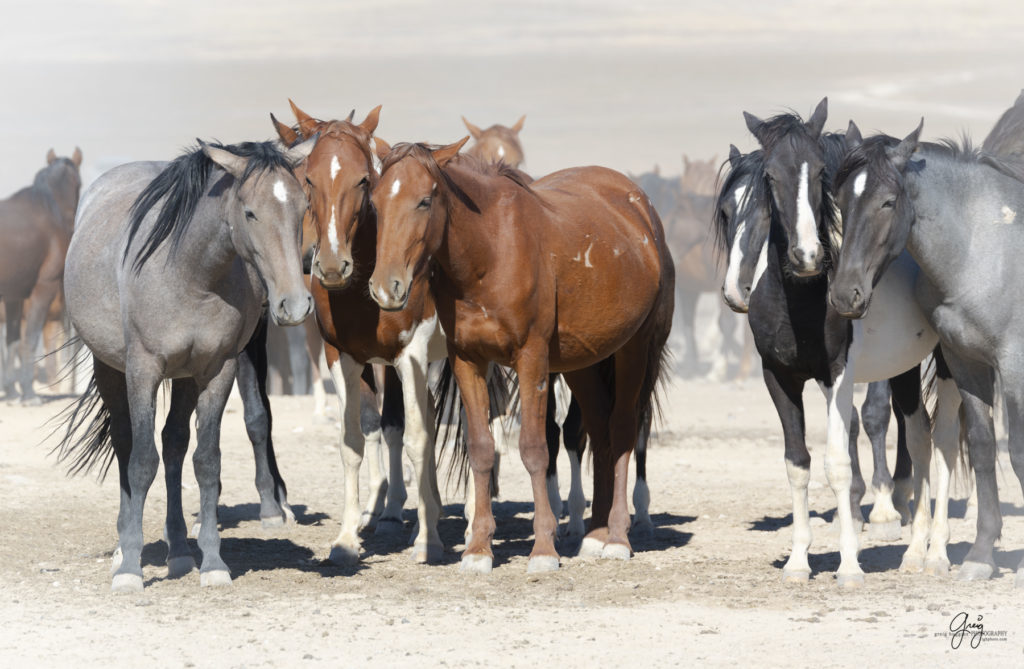 wild horses at sunset, Photography of wild horses, wild horse photography, wild horses, utah wild horses, ebook wild horses, wild horse book, book on wild horses, wildlife photography, wild horse stallions, wild horse colts, wild horse foal, wild horses running