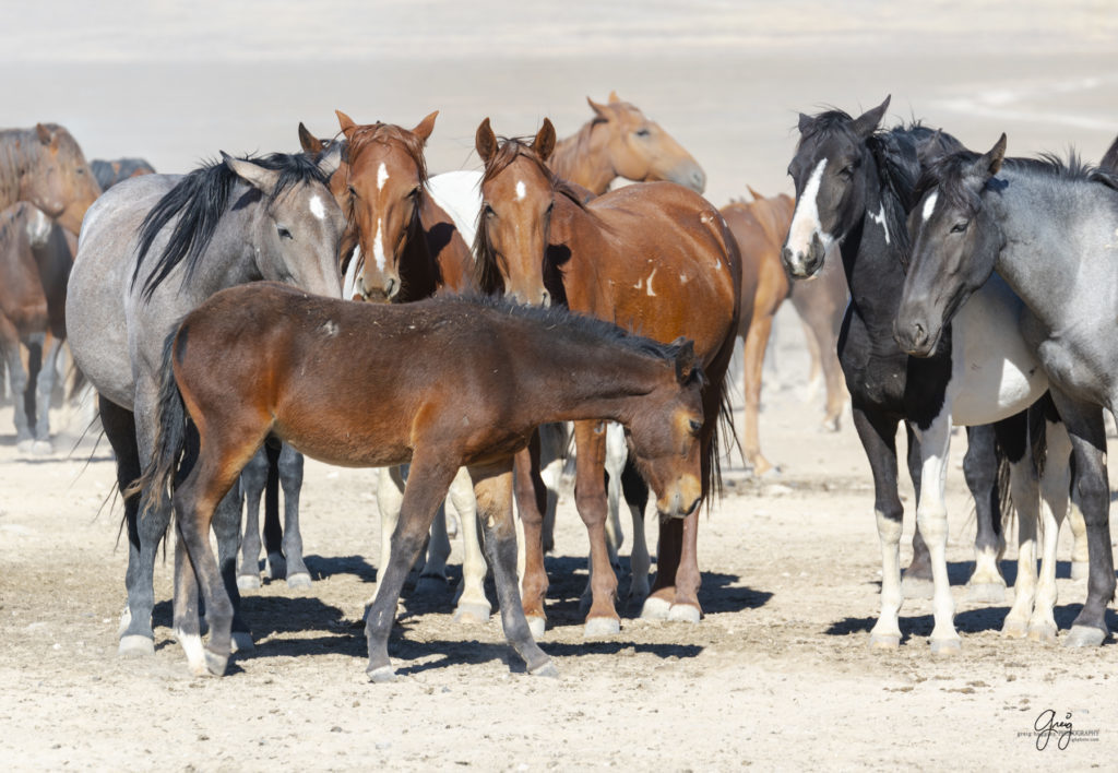 wild horses at sunset, Photography of wild horses, wild horse photography, wild horses, utah wild horses, ebook wild horses, wild horse book, book on wild horses, wildlife photography, wild horse stallions, wild horse colts, wild horse foal, wild horses running