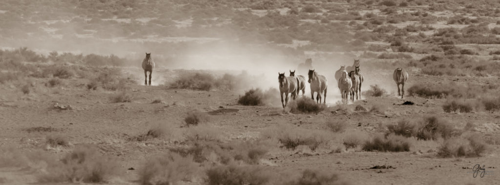 Photography of wild horses, wild horse photography, wild horses, utah wild horses, ebook wild horses, wild horse book, book on wild horses, wildlife photography, wild horse stallions, wild horse colts, wild horse foale, wild horses running