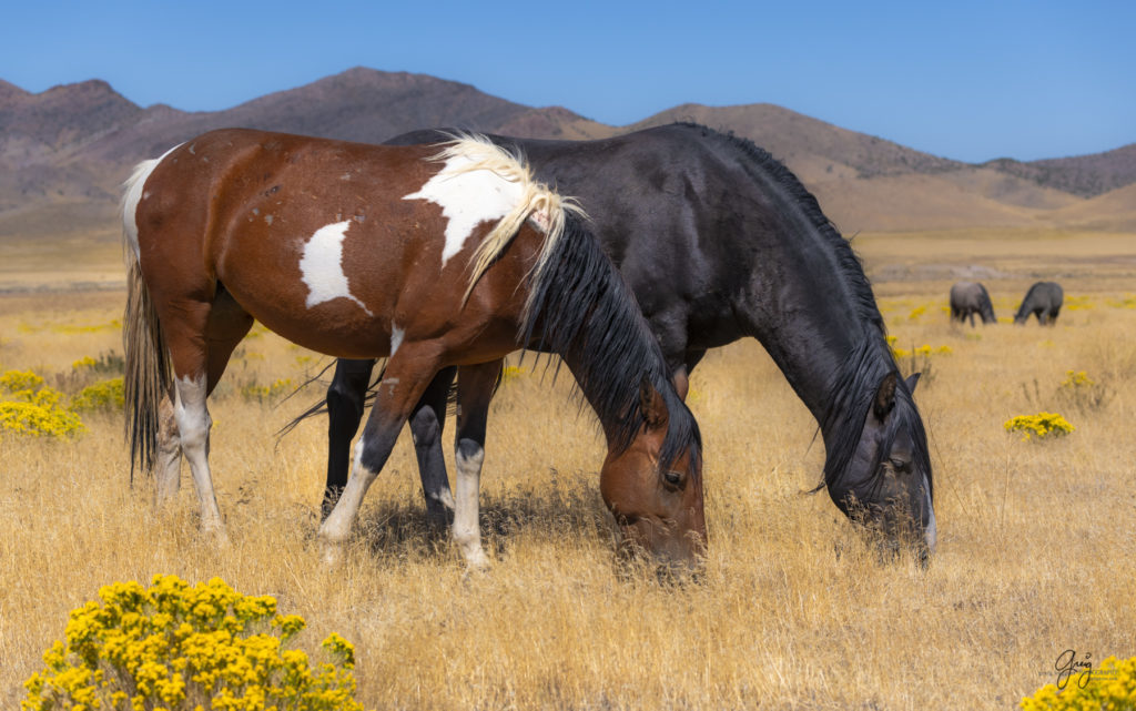 wild horses, wild horse photography, photography of wild horses, fine art photography of wild horses, Onaqui wild horses, equine photography, wild mustangs, wild horses, wild stallions, utah wild horses