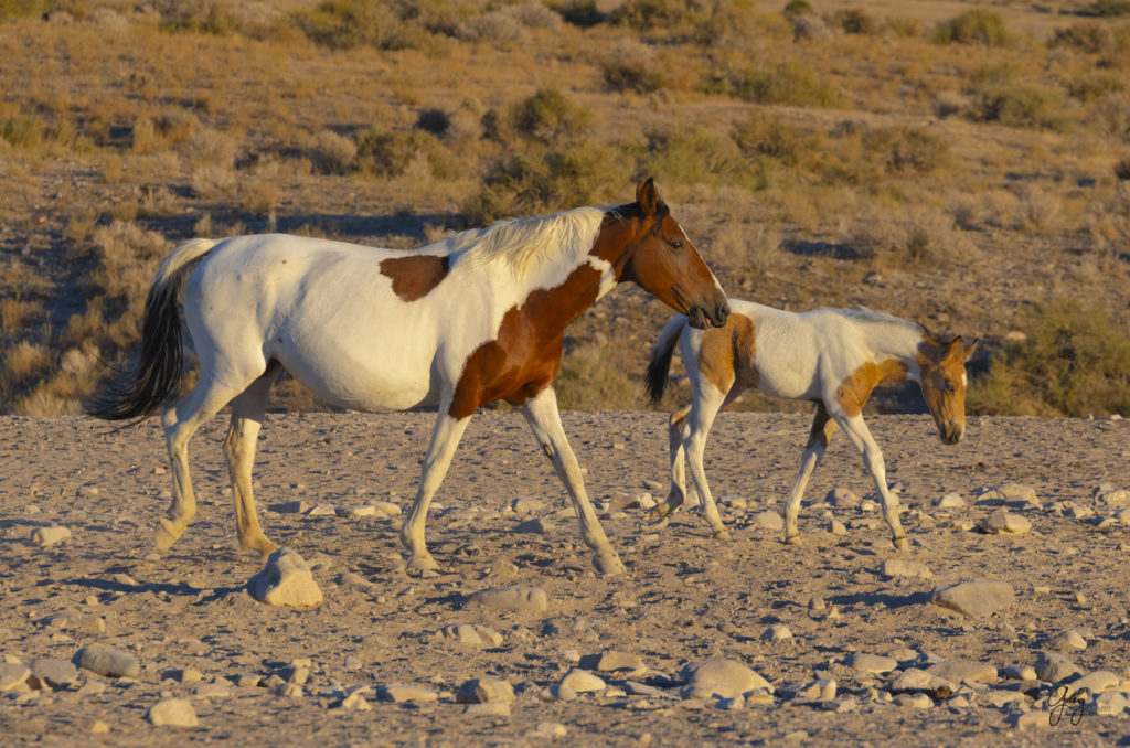 wild horses, wild horse photography, photography of wild horses, fine art photography of wild horses, Onaqui wild horses, equine photography, wild mustangs, wild horses, wild stallions, utah wild horses