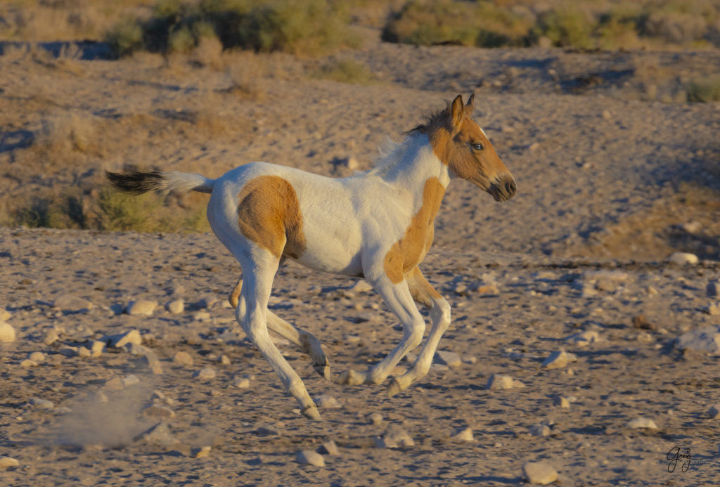 wild horses, wild horse photography, photography of wild horses, fine art photography of wild horses, Onaqui wild horses, equine photography, wild mustangs, wild horses, wild stallions, utah wild horses